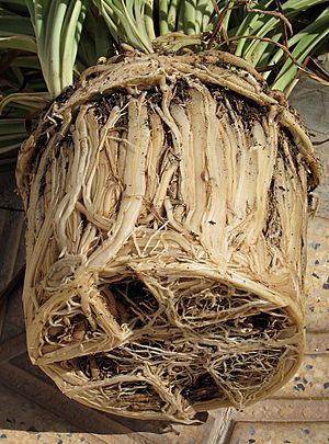 Archivo:Root-bound Chlorophytum comosum