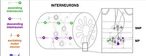 Archivo:SNEnterico InterNeur