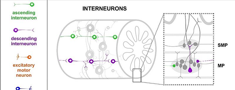 SNEnterico InterNeur