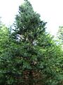 Sciadopitys verticillata