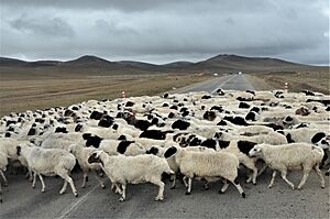 Archivo:SheepCrossingMongolia (2)