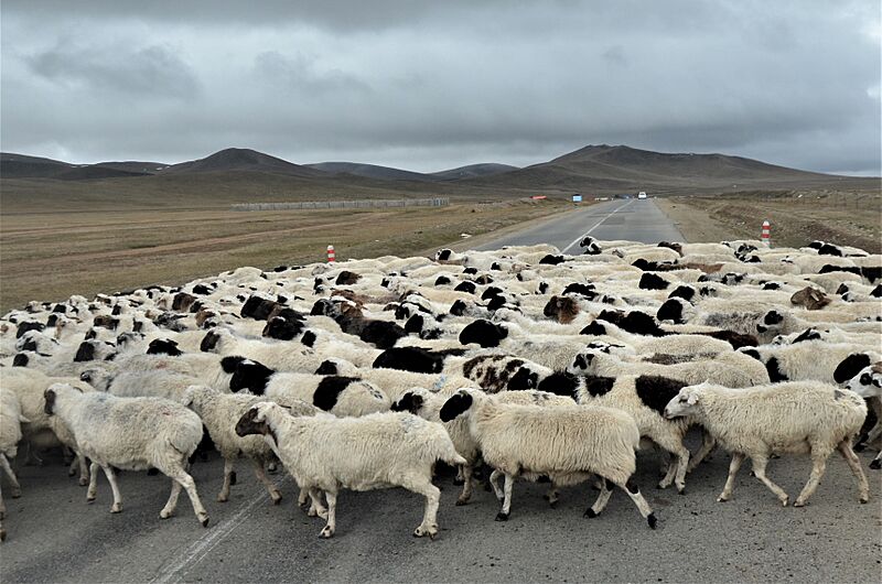 SheepCrossingMongolia (2)