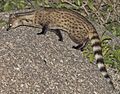Small Indian Civet (cropped)