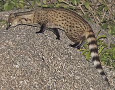 Small Indian Civet (cropped)
