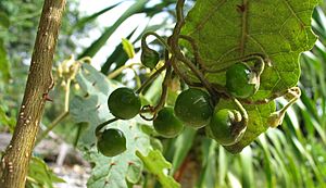 Archivo:Solanum incompletum (4933767092)