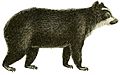 Spectacled bear (1829)