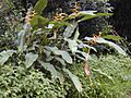 Starr 020803-0017 Heliconia latispatha