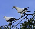 Torresian imp pigeon cairns09