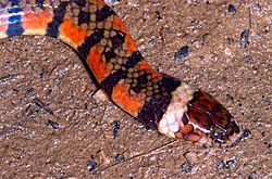 Triangle Water Snake (Hydrops triangularis) (14111942611).jpg