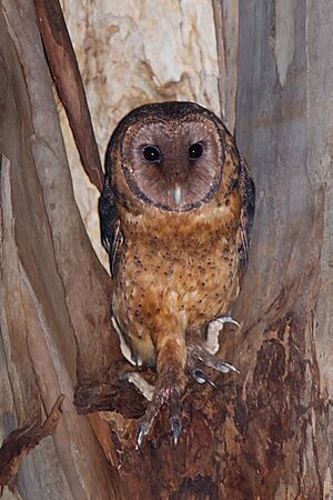 Archivo:Tyto novaehollandiae castanops female - Port Arthur