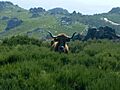 Vaca Galega
