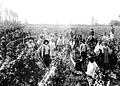 Vendimia en San Juan año 1890