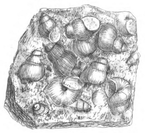Archivo:Viviparus carinifer shell 2