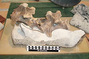 Archivo:Zusammenhaengende Halswirbel Europasaurus