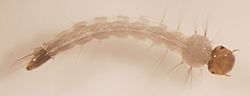 Aedes aegypti larva.jpg
