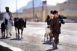 Afghan boy walk their cattle along a street in Farah City, 2012 120512-F-YA200-100.jpg