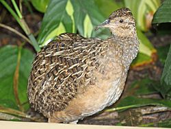 Andean Tinamou RWD.jpg