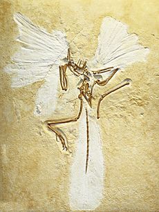 Archivo:Archaeopteryx lithographica, replica of London specimen, Staatliches Museum für Naturkunde Karlsruhe, Germany - 20100925