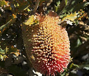 Archivo:Banksia caleyi-6