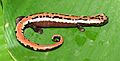 Bolitoglossa mexicana01
