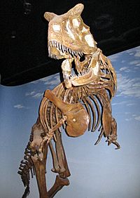 Archivo:Carnotaurus skeleton