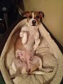 Charlie 2013-09-01 13-29