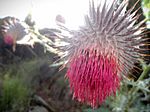 Archivo:Cirsium ehrenbergii (Asteraceae)