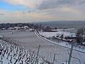 Cortaillodvigne