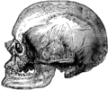 Cro-Magnon-male-skull