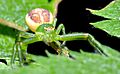 Diaea dorsata - front (aka)