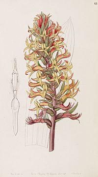 Archivo:Dichromanthus cinnabarinus (as Stenorrhynchos cinnabarinum) - Edwards vol 33 (NS 10) pl 65 (1847)