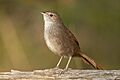 Eastern Bristlebird - Penrith
