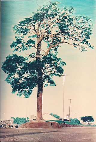 El Timbó de Jardín América (década del '70).jpg