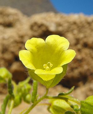Archivo:Emmenanthe3