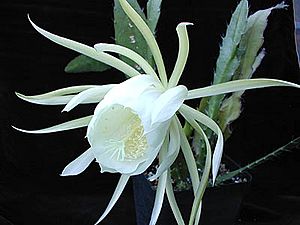 Archivo:Epiphyllum crenatum kimnachii1MW