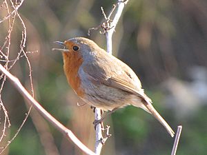 Archivo:European Robin Singing