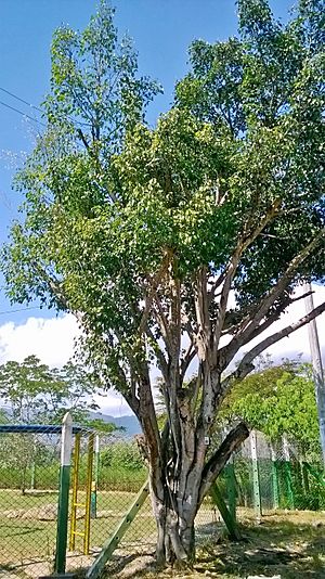 Archivo:Ficus benjamina PARQUE LAS NACUMAS - 2