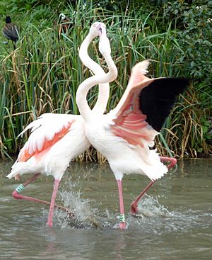 Archivo:Fighting Flamingos (6911914548)