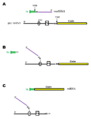 Figura-Trans-splicing