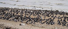 Firth of Thames, Seabirds at the Beach of Thames.jpg
