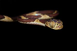 Archivo:Flickr - ggallice - Chunk-head snake, Yasuni