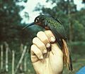 Galbula pastazae (female)-NBII Image Gallery-a00279