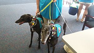 Archivo:Greyhound Therapy Dogs