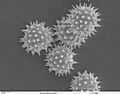 Helianthus annuus pollen 1