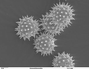 Archivo:Helianthus annuus pollen 1