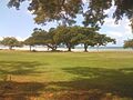 Honokowai Tree