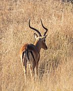 Impala (Aepyceros melampus), parque nacional Kruger, Sudáfrica, 2018-07-26, DD 16