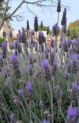 Archivo:Lavanda00