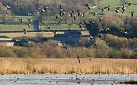 Archivo:Leighton Moss