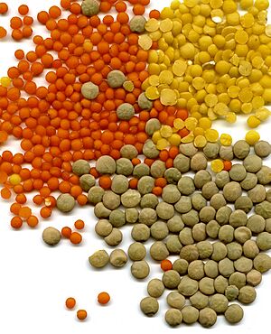 Archivo:Lens culinaris seeds